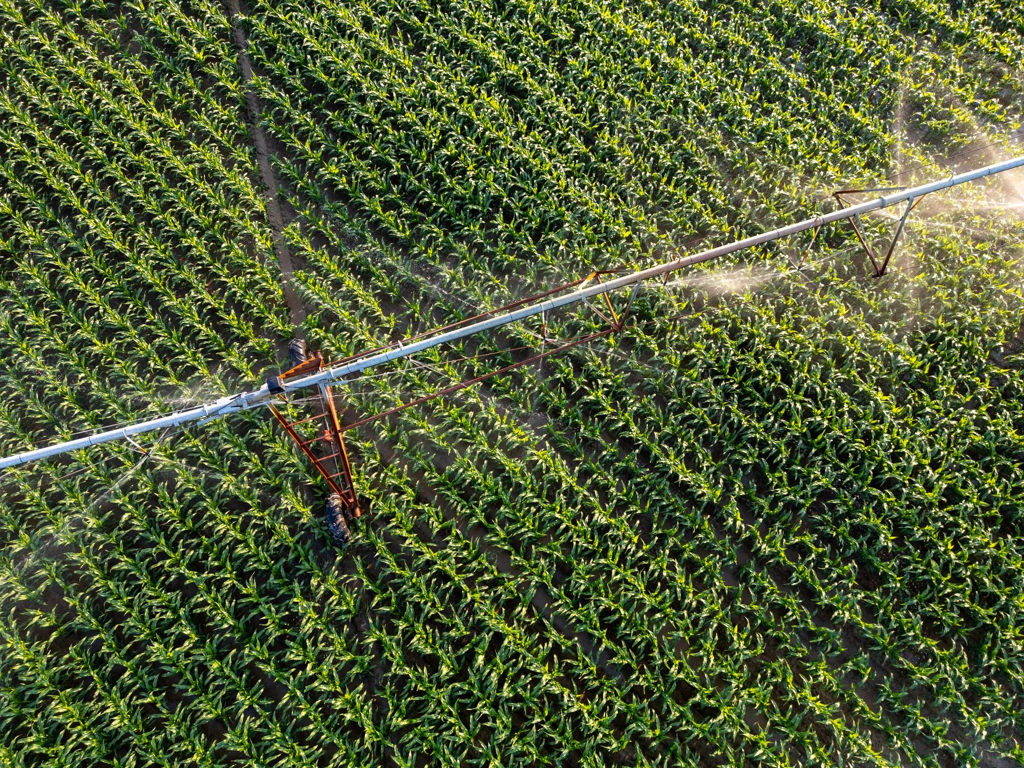 Irrigation water spraying across crops in a farm field